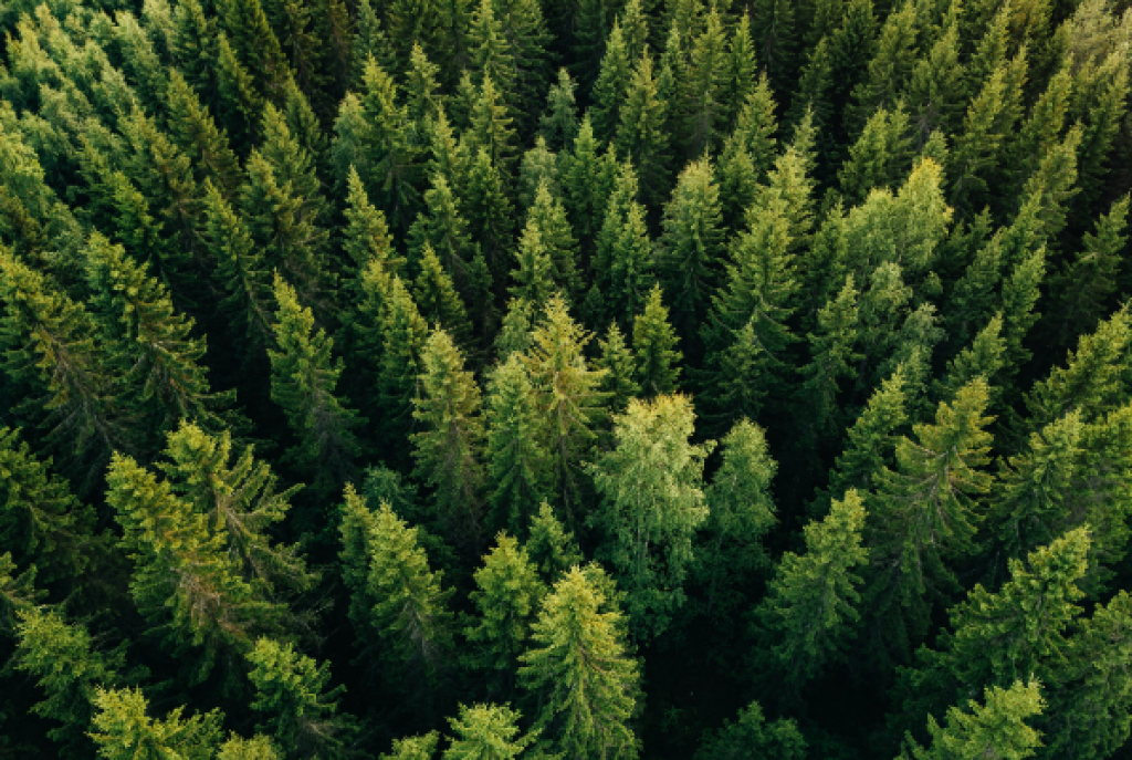 Лесной фонд Карагандинской области к 2027 году пополнится более семью миллионами деревьев