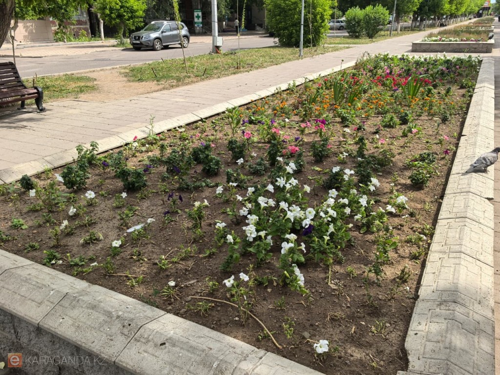 «Цветов мизер»: карагандинцы пожаловались на состояние клумб в городе