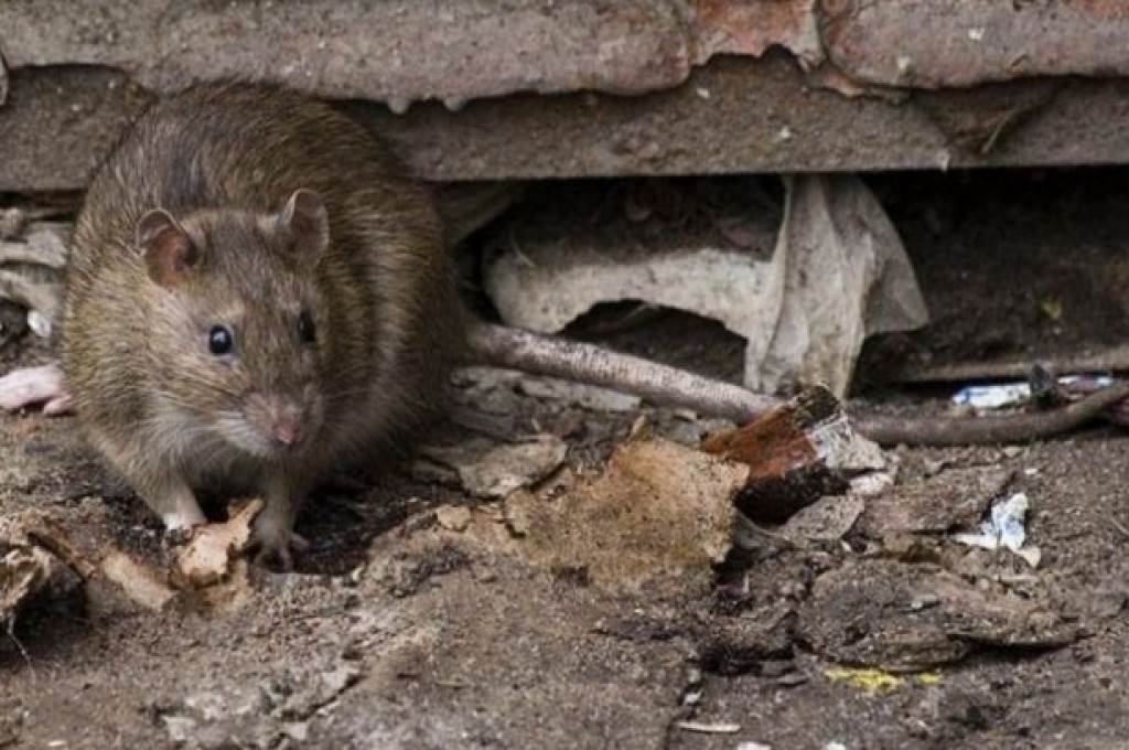 Когда в Караганде будут травить крыс?