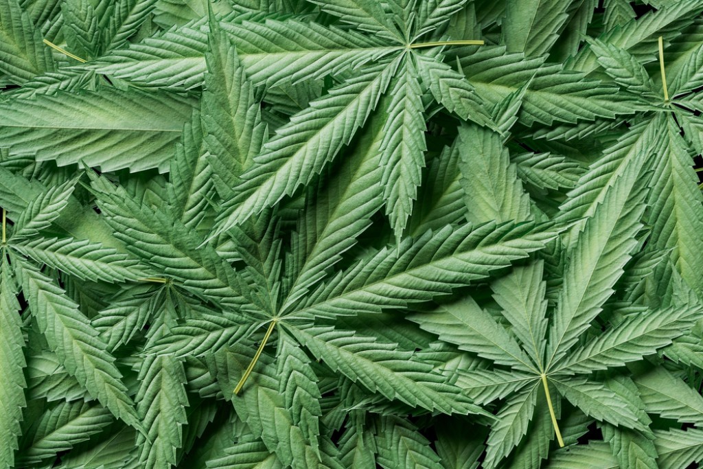 Житель Шахтинска заплатил штраф за хранение куста конопли