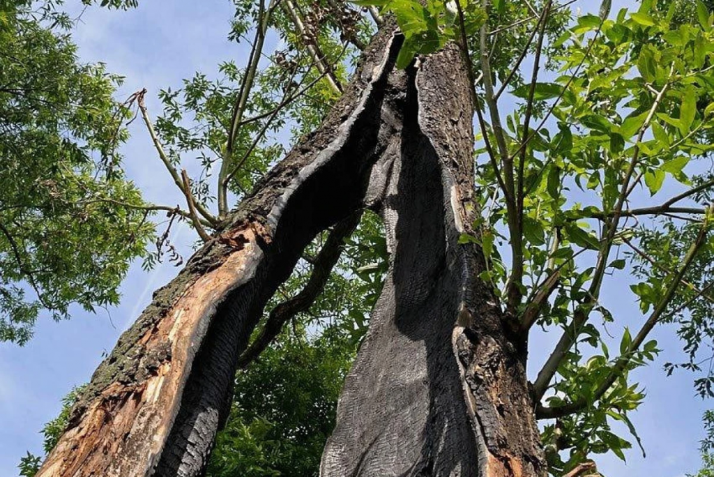 Продажа сгоревших деревьев: Министр экологии объяснил, куда пойдут средства
