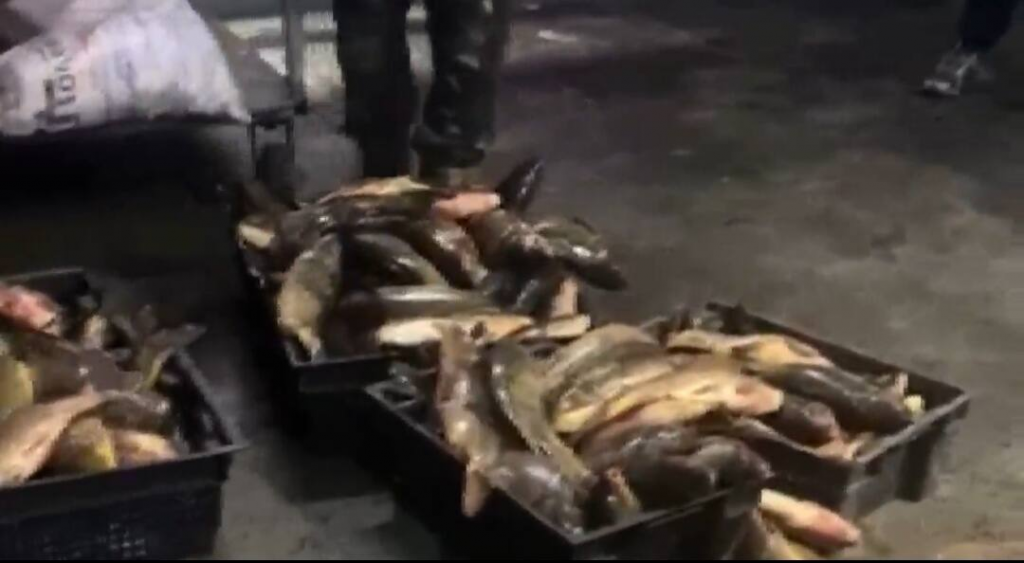 В период нереста задержаны браконьеры в Карагандинской области