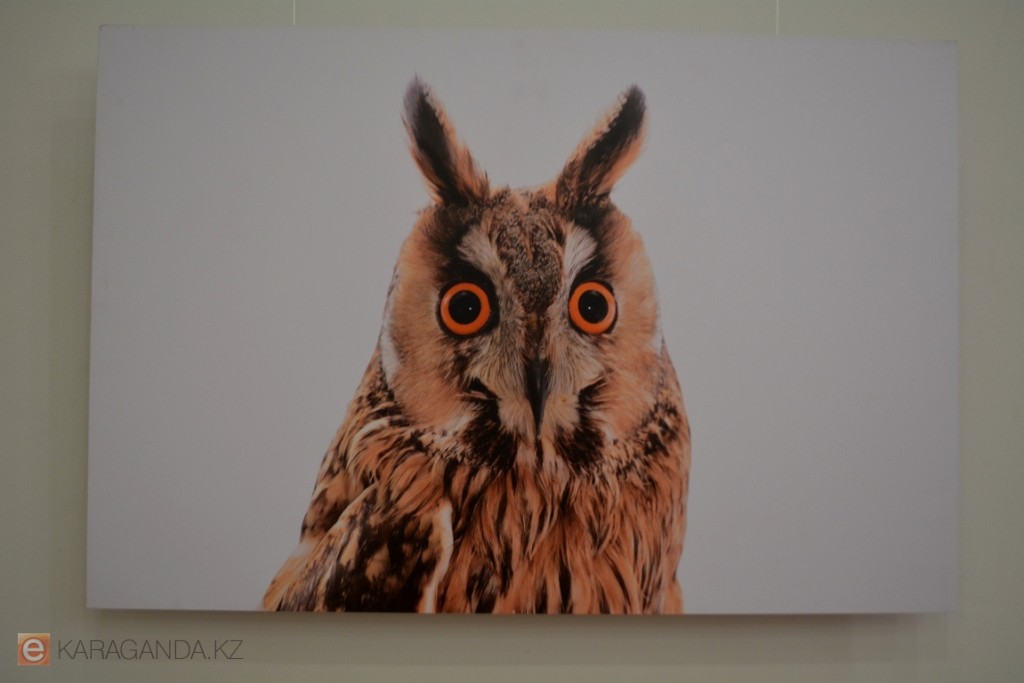 В карагандинском музее ИЗО открылась выставка «Дикая природа Казахстана»