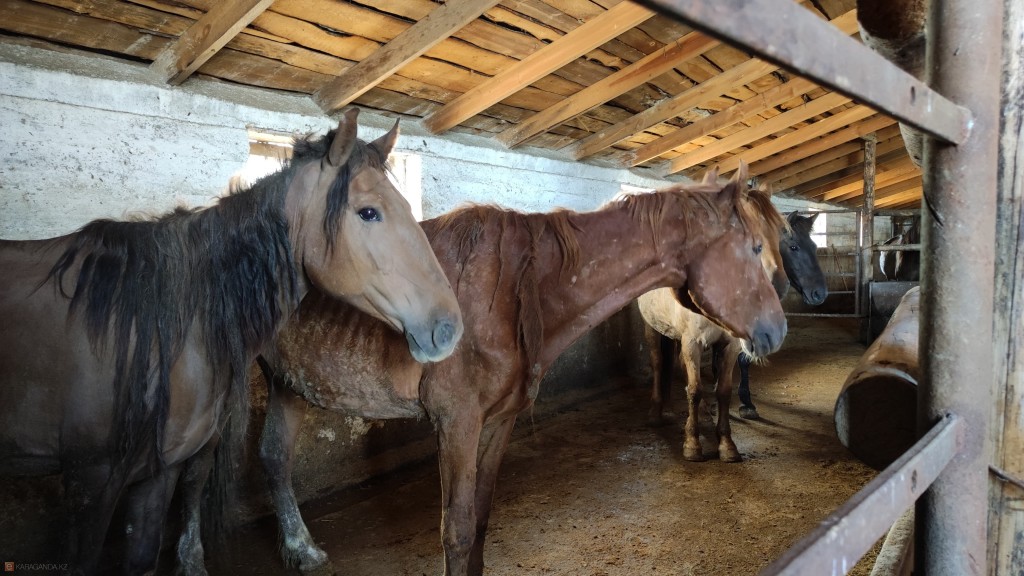Расстрел лошадей на полях: что предпримет Минсельхоз, чтобы прекратить конфликты между фермерами