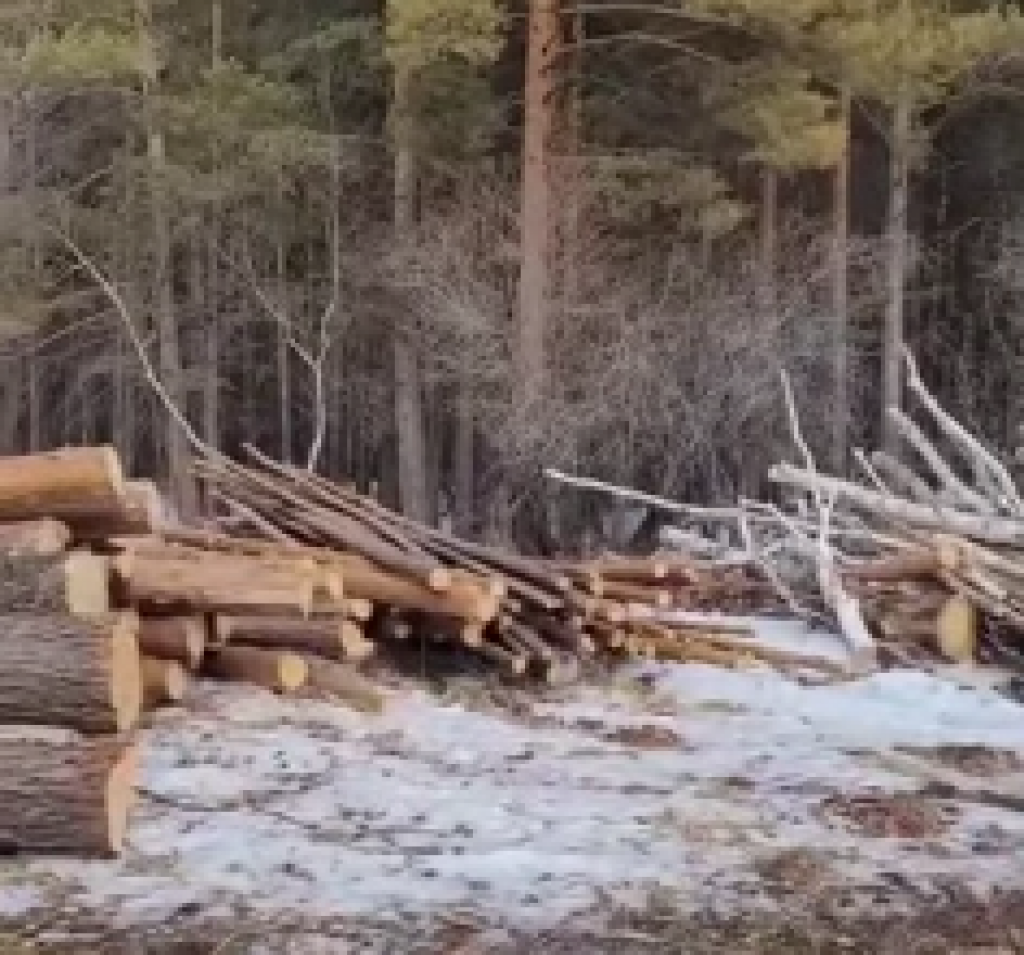 Жители Карагандинской области обеспокоены вырубкой деревьев в Каркаралинске