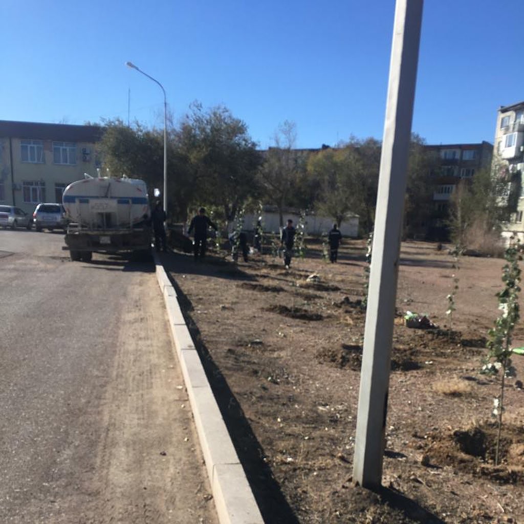 И недели не простояла высаженная аллея из тополей: в Балхаше полиция ищет вандалов