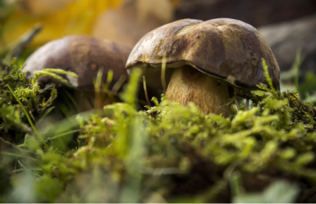 Заблудились в Каркаралинском заповеднике: двух грибниц искали ночью в лесу