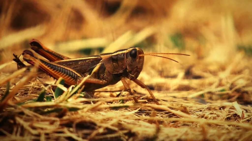 Больше половины полей Казахстана уже обработали против саранчи