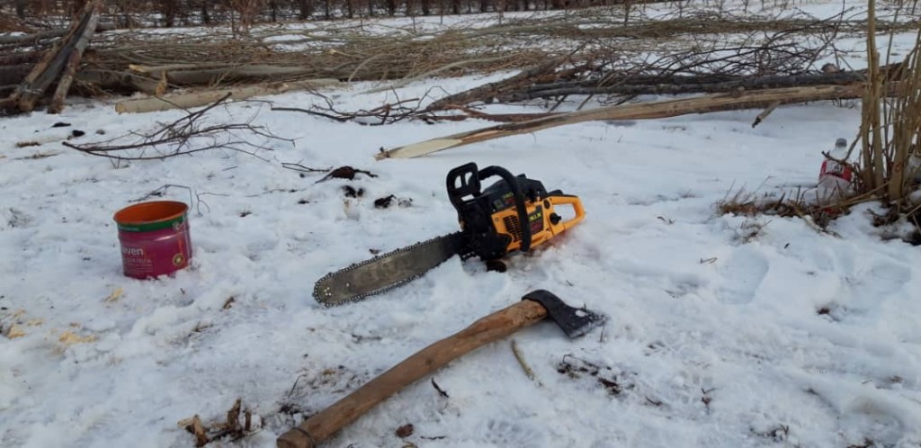 В Караганде незаконно вырубили 12 деревьев