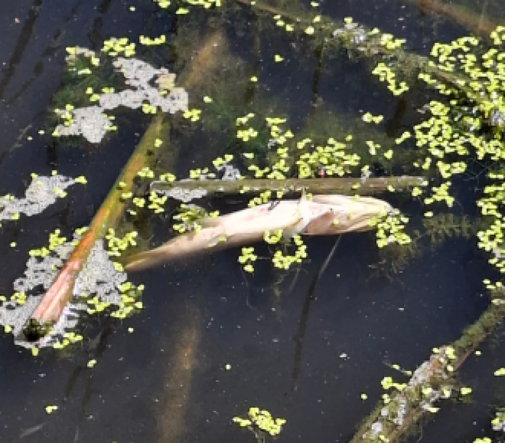 Карагандинцы обеспокоены массовой гибелью рыбы на Фёдоровском водохранилище