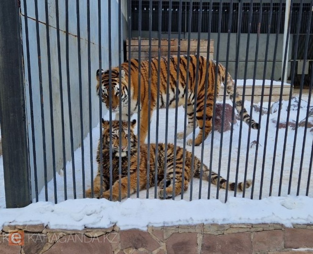 Амурских тигров в Казахстан из России завезут в течение двух месяцев