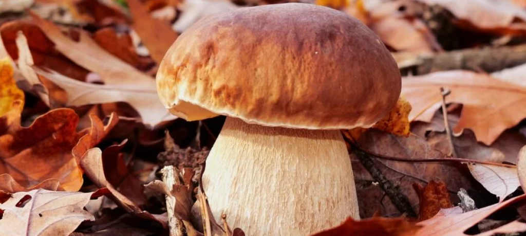 Казахстанцам рассказали, на что будут тратить деньги, уплаченные за сбор грибов и ягод