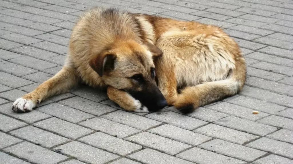 На что потратят 2,8 млрд тенге из бюджета, выделенных на бродячих животных в РК