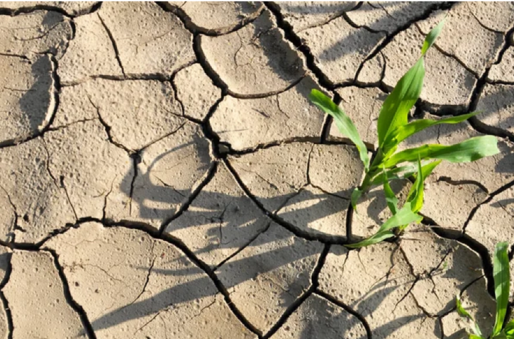 Ждать ли казахстанским фермерам засуху в 2024 году?