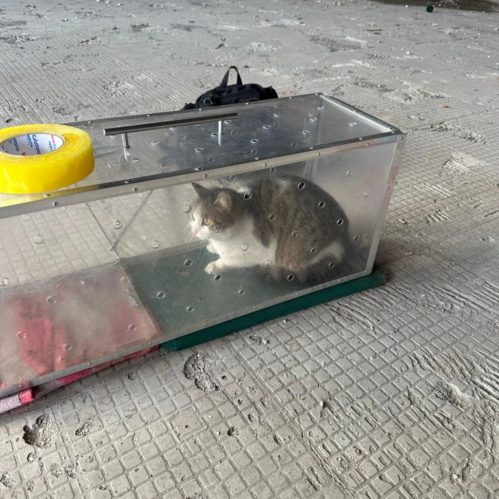 Застрявшую в здании боулинга «Арман» кошку спасли волонтеры