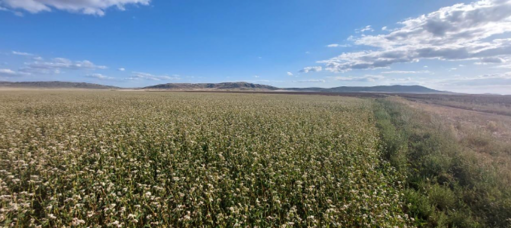 Фермеры Каркаралинского района выращивают однолетние травы для заготовки на корм скоту