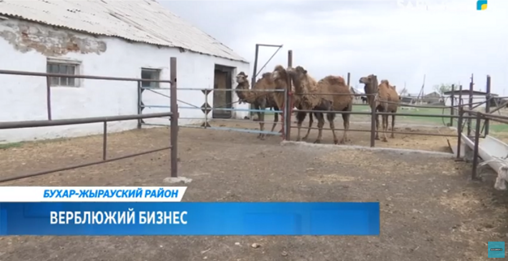 Верблюжий бизнес развивается в Бухаржырауском районе
