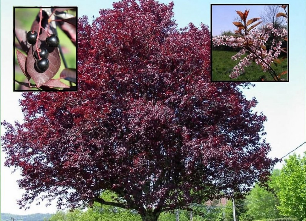 В Караганде обещают высадить 100 саженцев краснолистной черемухи