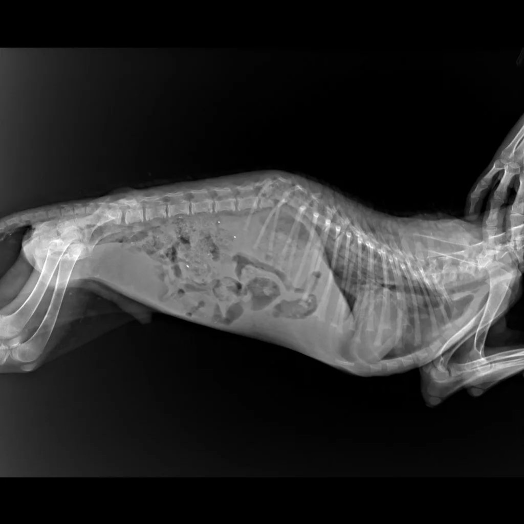 В Караганде дети записали трогательное видео с просьбой спасти собаку с переломом позвоночника