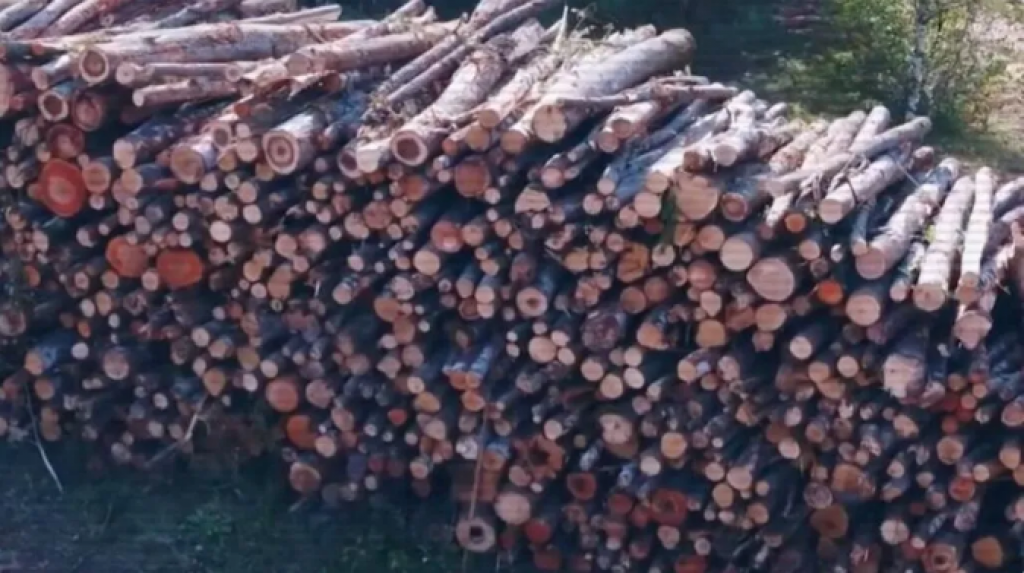 В Казахстане планируется продлить запрет на вывоз лесоматериалов