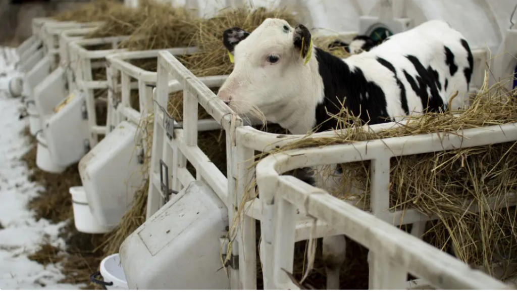 Қазақстанда сібір жарасына байланысты малға міндетті карантин енгізілді