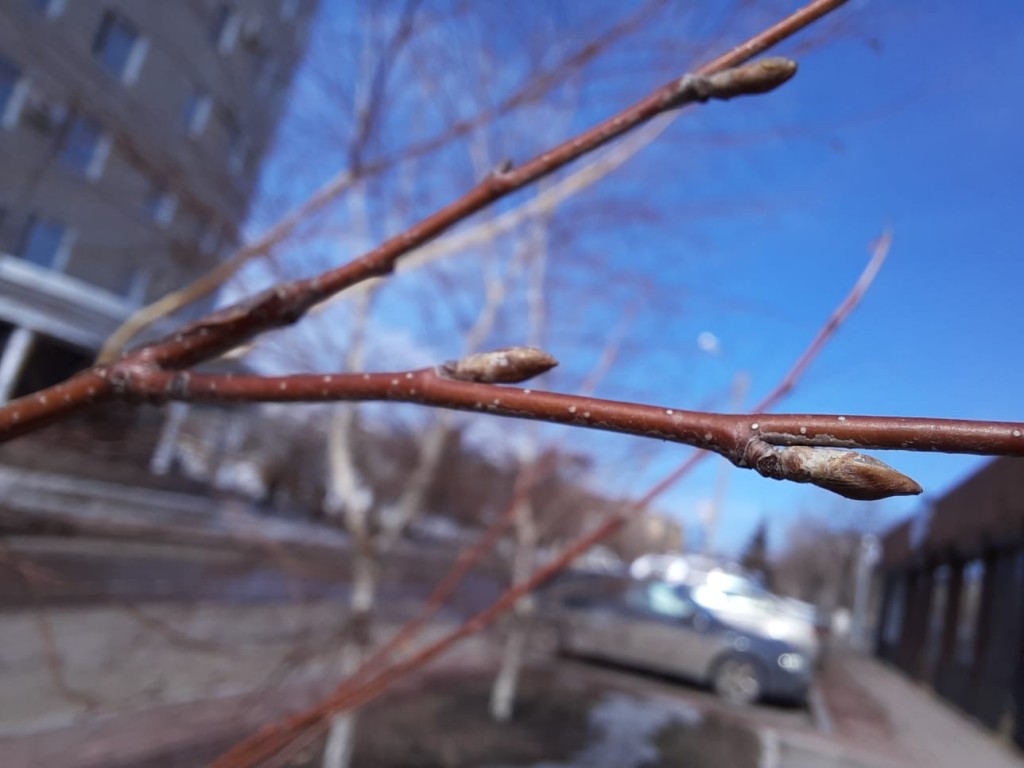 Расцветали первые почки...