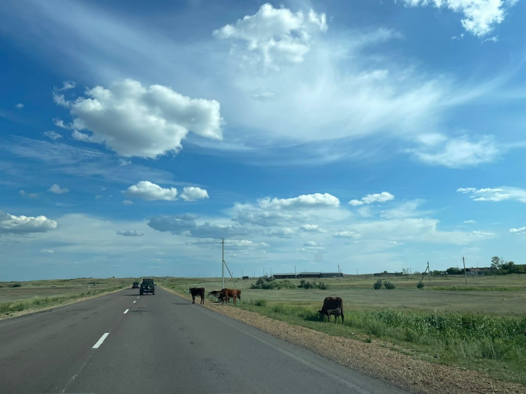Бесконтрольный выпас скота в Карагандинской области всё чаще становится причиной ДТП