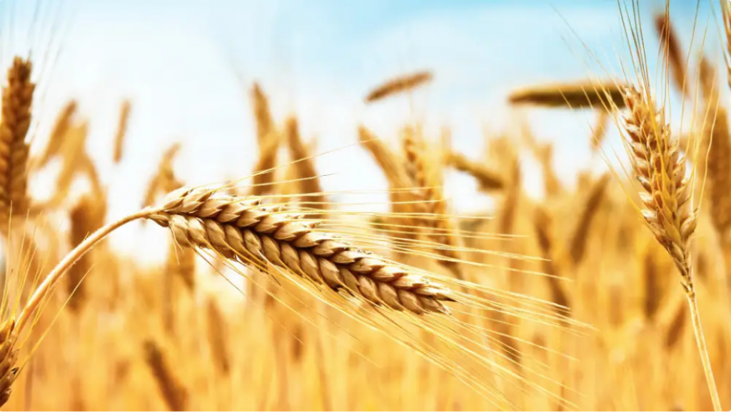 Экспортный потенциал: где Казахстан может продавать пшеницу