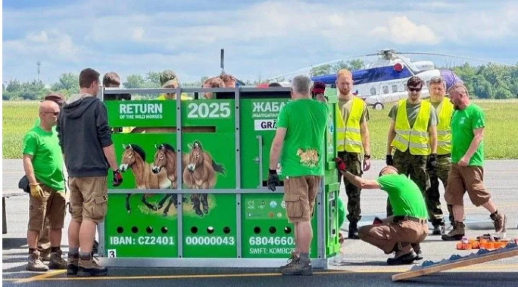 В Казахстан привезли новую партию лошадей Пржевальского