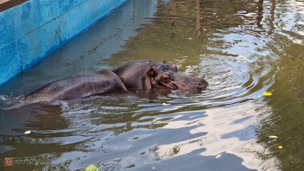 В Карагандинском зоопарке отпраздновали 25-летие бегемота Юджина