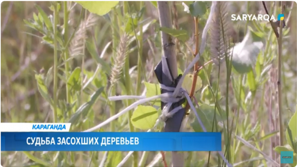 Деревья не растут и птицы не поют: саженцы тополей на Юго-Востоке стали опять засыхать