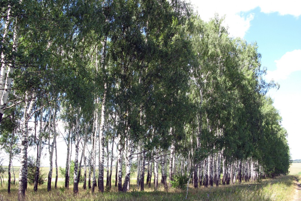 Қазақстанда жердің тозуына қарсы күрес үшін қорғаныш орман белдеулерінің жүйесі құрылады