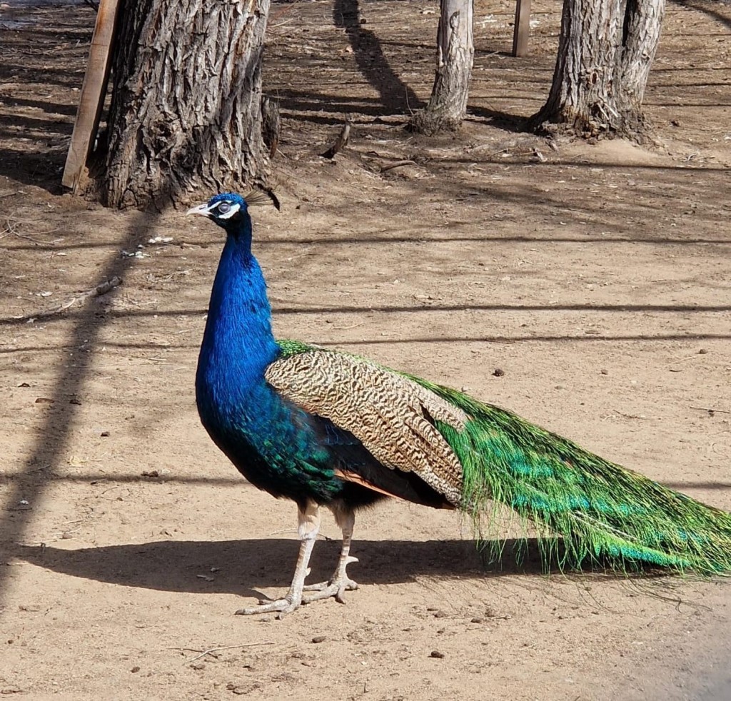 Шашты лесбиянки ретро видео