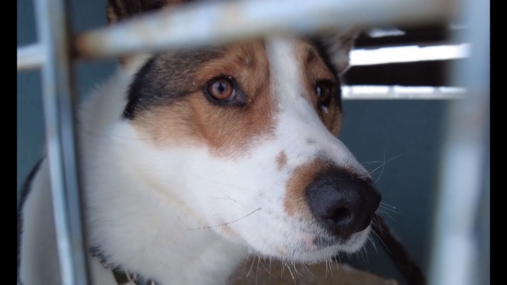 В Караганде создали приют для временного содержания бездомных животных