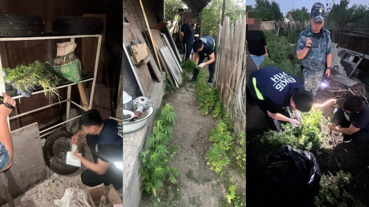 Плантация на сотни кустов: в Караганде накрыли крупное нарко