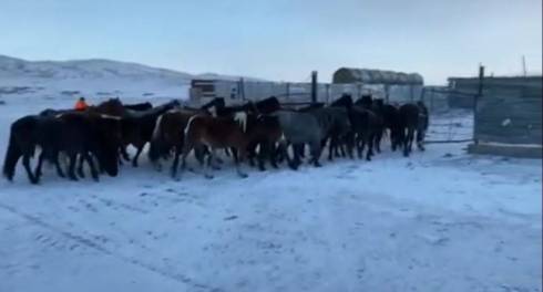 31 лошадь стоимостью около 12 млн тенге вернули фермеру полицейские Карагандинской области