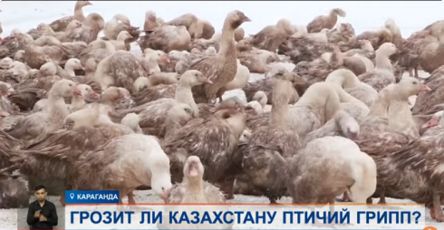Птичий грипп в Казахстане: реальна ли опасность?
