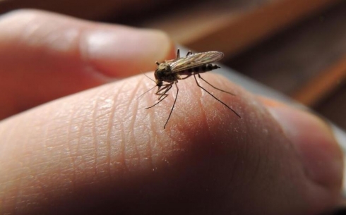 Борьбу с насекомыми будут вести районные акиматы Караганды