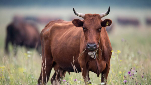 Число краж скота снизилось в Казахстане