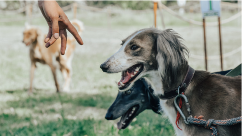 Изменились стандарты казахских пород собак