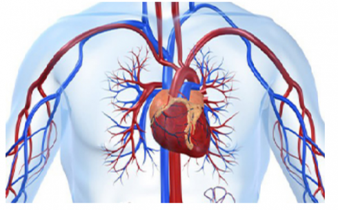 Профилактика сердечно-сосудистых заболеваний: как помогает Кардиомарин?