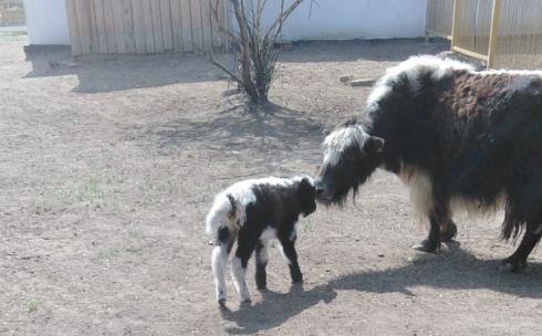 Какие животные родились этой весной в карагандинском зоопарке
