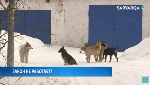В Караганде растёт число бездомных собак