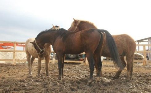 Разобраться с причинами гибели лошадей в селе Тортколь поручил аким Карагандинской области