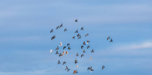 Число столкновений самолётов с птицами в Казахстане сократилось на 58% за год