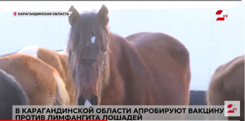 200 лошадей привили от эпизоотического лимфангита в Карагандинской области
