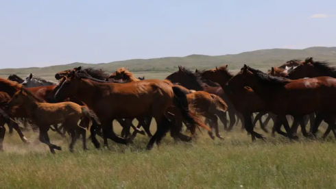Токаев подписал закон о сохранении казахстанских спортивных пород лошадей
