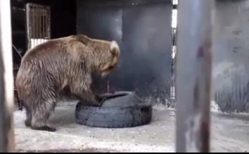 В зоопарке Караганды обновили вольер для бурого медведя
