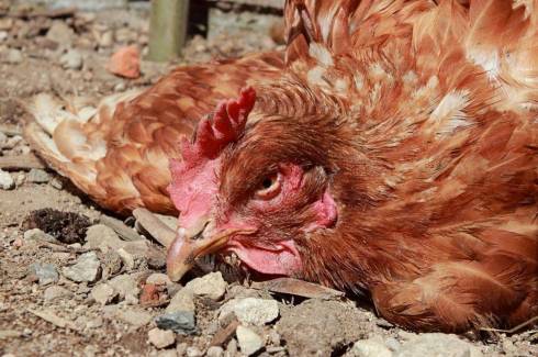 Вакцинация домашней птицы пройдет в одном из сел Карагандинской области из-за болезни Ньюкасла