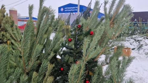 Ёлки, шишки и немного детства: предновогодняя Караганда